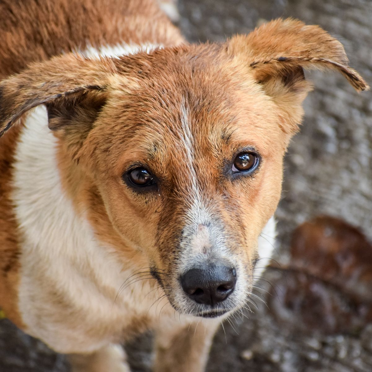 Cachorro olhando para a câmera